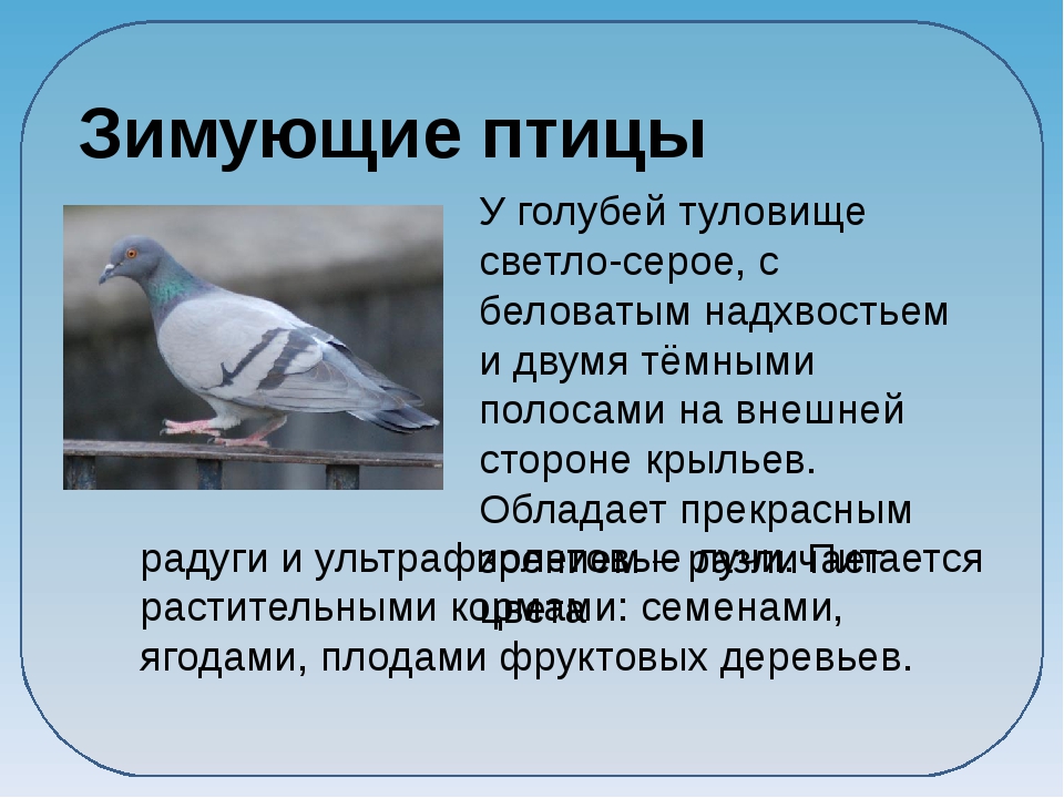 К какому виду относится сизый голубь – перелетному или зимующему