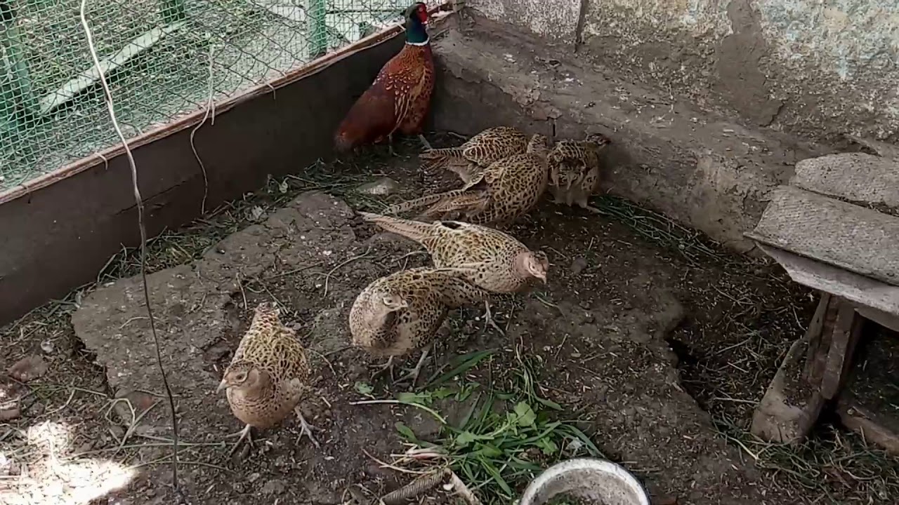 Кормление фазанов в домашних условиях