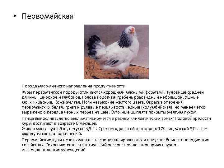 Московская белая порода кур