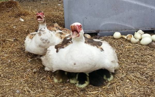 Сколько гуси несут яиц в год