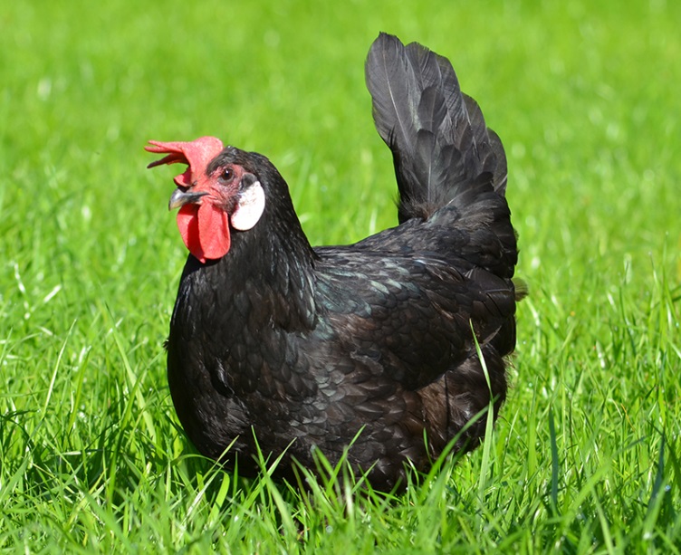 Барбезье - мясо-яичная порода кур. Описание, характеристики, выращивание, нюансы кормления и инкубации