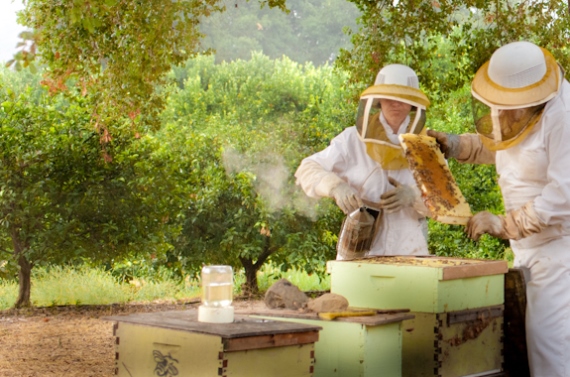 Пчеловодство как домашний бизнес
