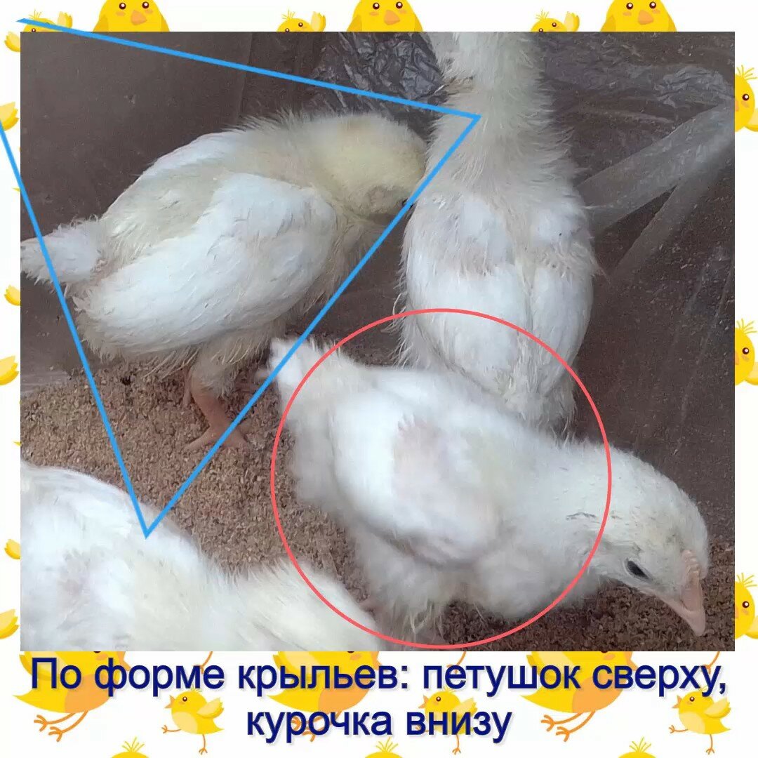 Как отличить цыплят курочек от петушков: как определить пол в суточном возрасте, в 1-2 и в 3-4 месяца?