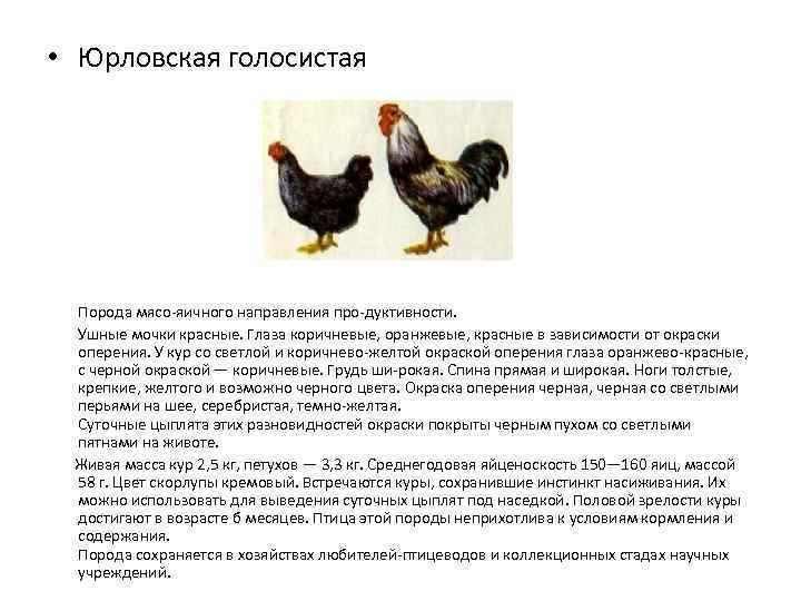 Юрловские куры описание с фото породы голосистых