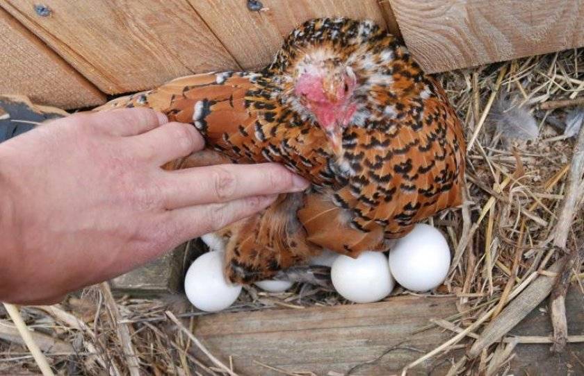 Курица-наседка: лучшие породы квочек, высиживание яиц, содержание, кормление и уход