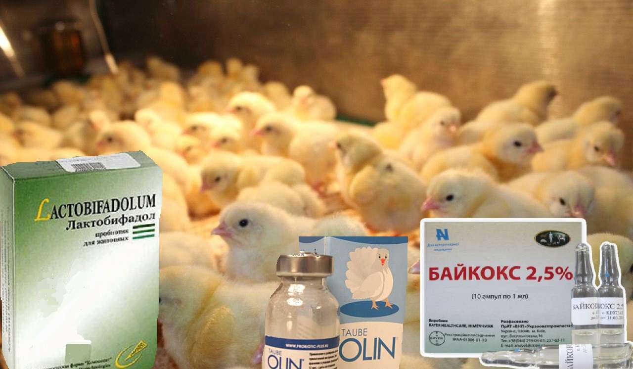 Польодоксин – от чего помогает, инструкция по применению для птиц и животных