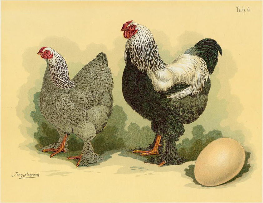 Альштейр - мясо-яичная порода кур. Описание, содержание и уход, кормление, разведение