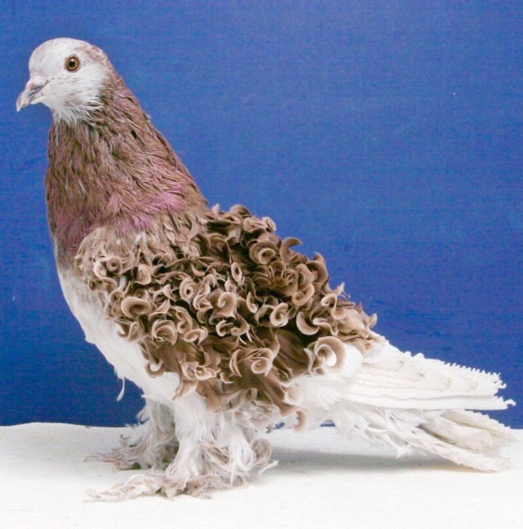 Породы голубей с перьями на лапах – внешний вид и достоинства самых необычных