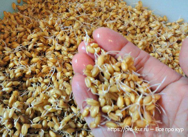 Как проращивать зерно для кур зимой своими руками