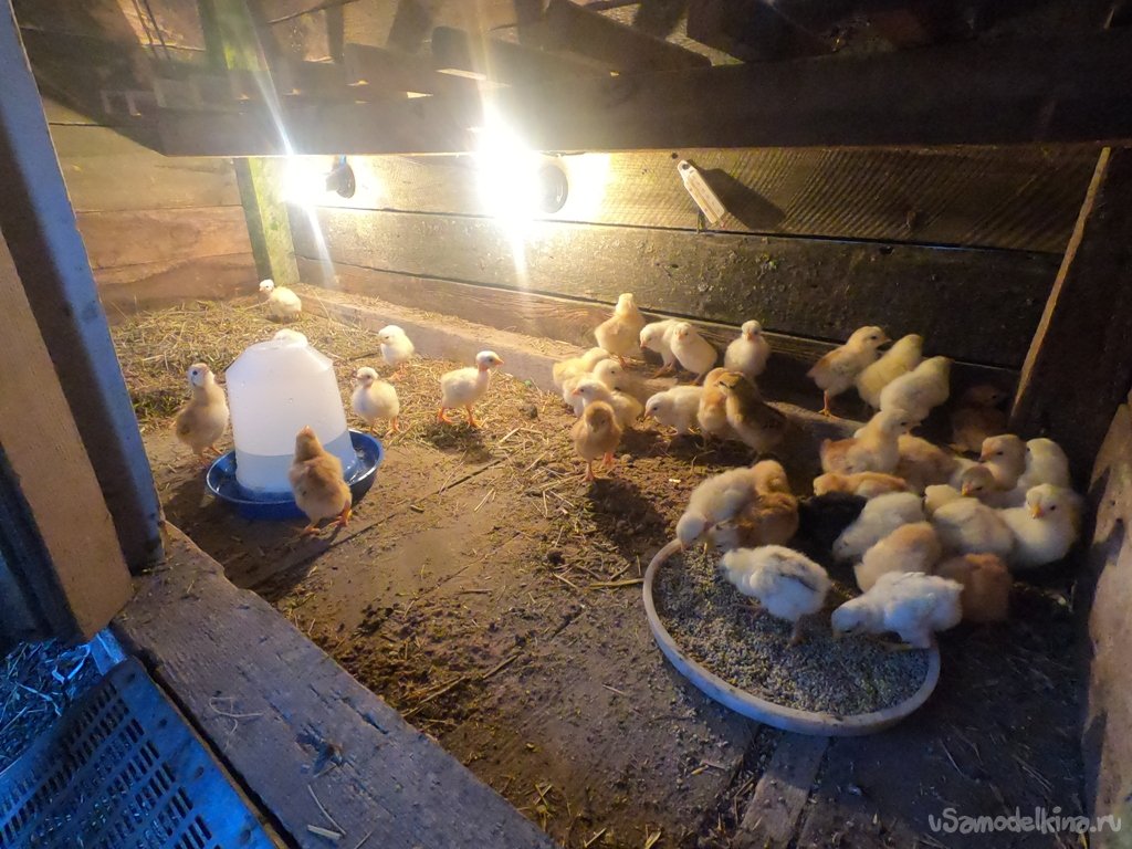 Как правильно подсадить цыплят из инкубатора к курице-наседке, чтобы она их приняла?