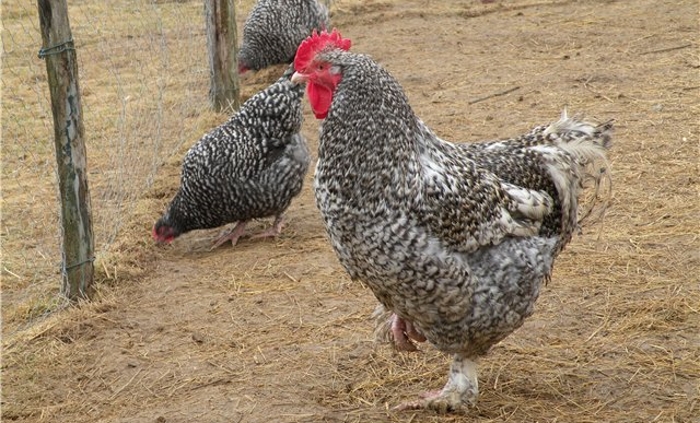 Мехеленская кукушка - мясная порода кур. Описание, характеристики, нюансы выращивания и ухода, кормление и инкубация