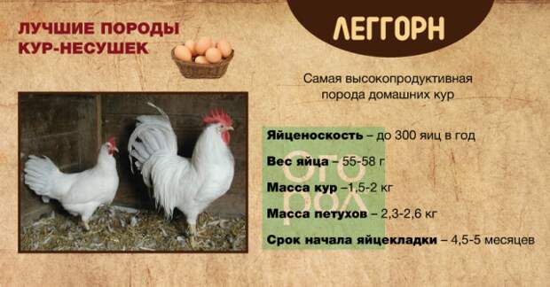 Старосельская порода кур – описание несушки и фото