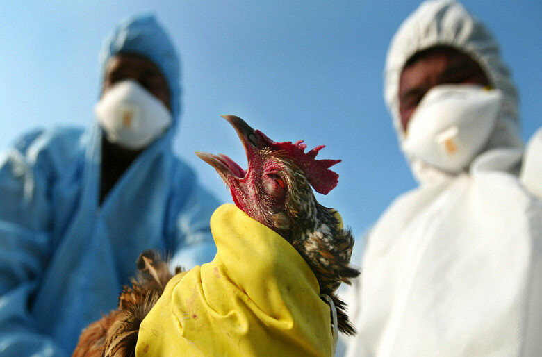 Птичий грипп опасен для человека? Симптомы и лечение.