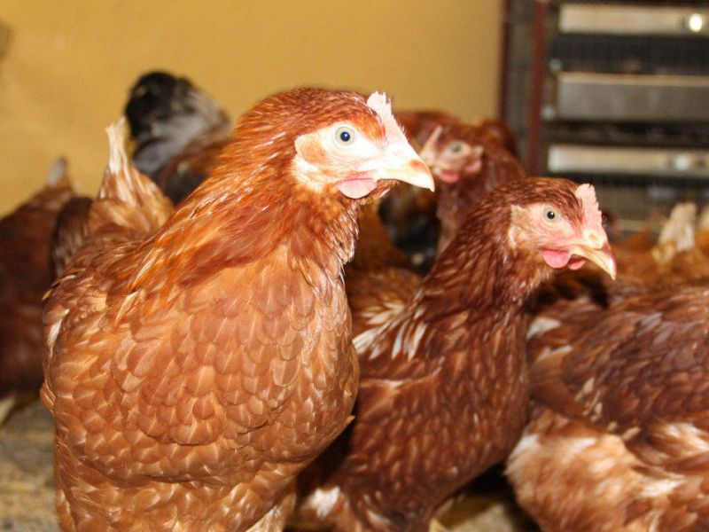 Курица ломан браун описание породы фото яйценоскость кур в домашних