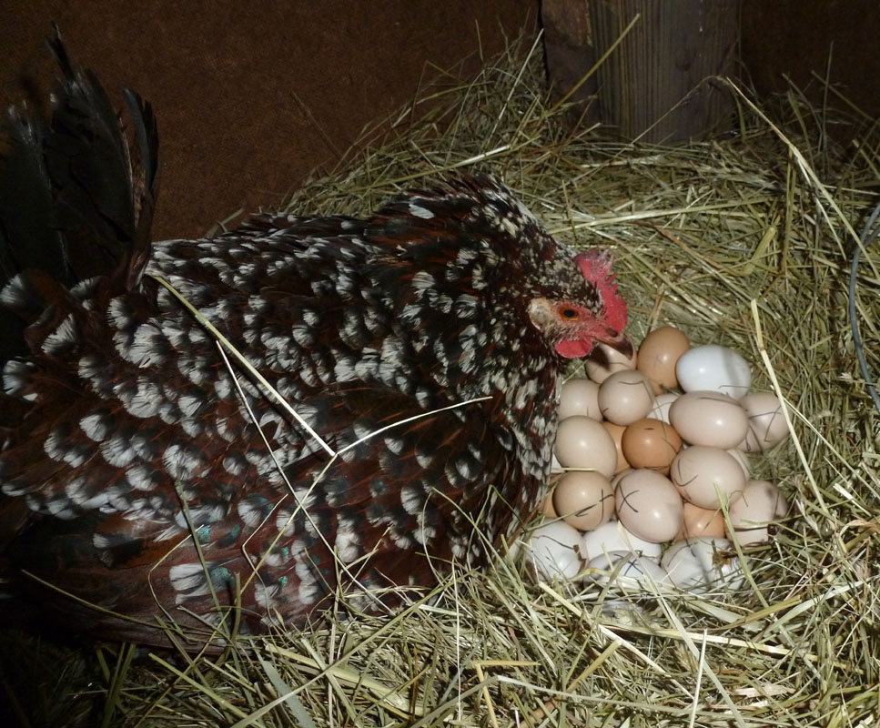 Как отучить курицу высиживать яйца?