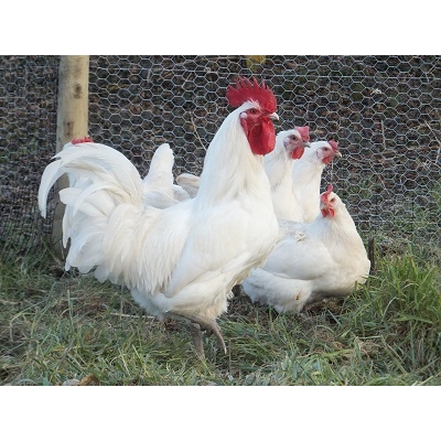 Бресс Гальская порода кур – описание, фото и видео