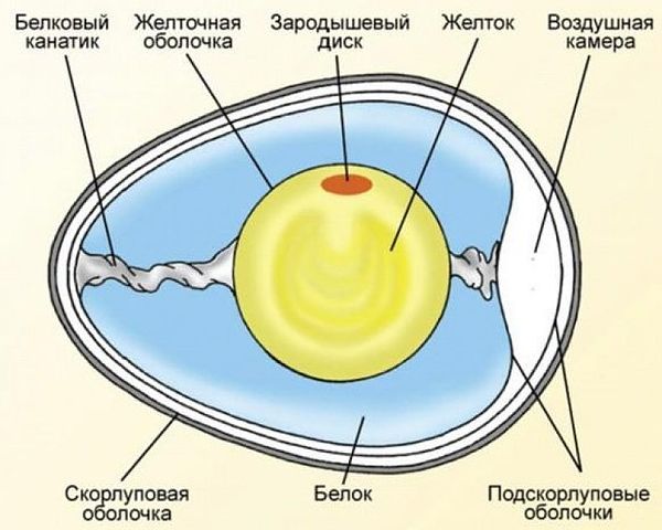 Анатомия свежего яйца