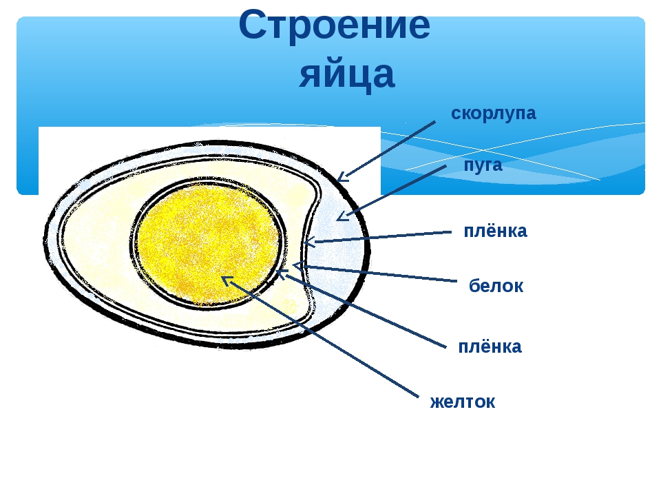 Анатомия свежего яйца