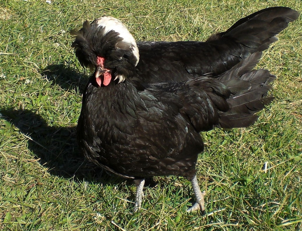 Альштейр порода кур из Австрии – описание с фото