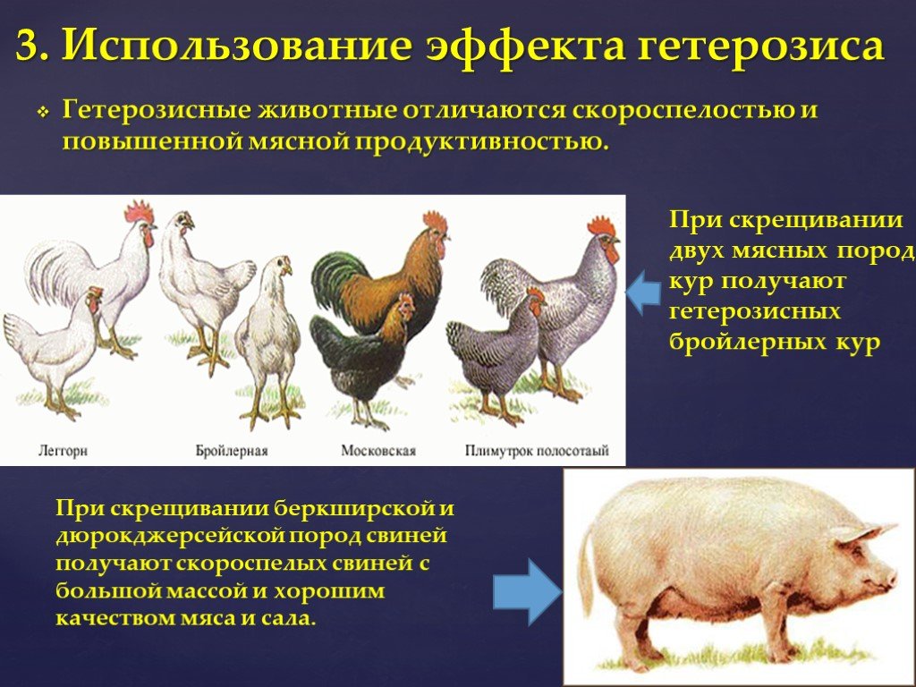 Гибро-6 - мясной кросс кур. Описание, характеристики, содержание и кормление, отзывы