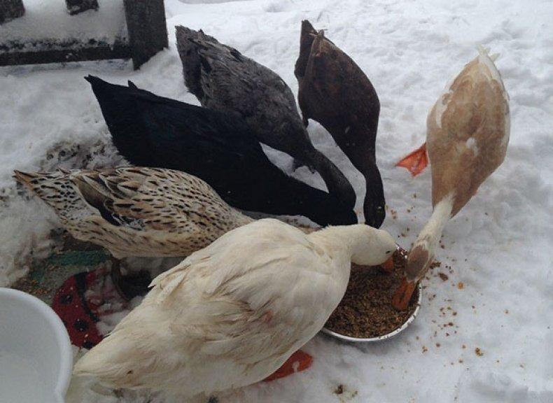 Чем кормить гусей в домашних условиях зимой