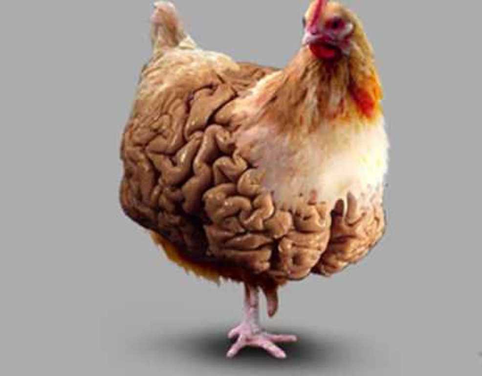 Курица умнее человека – сенсационные исследования ученых