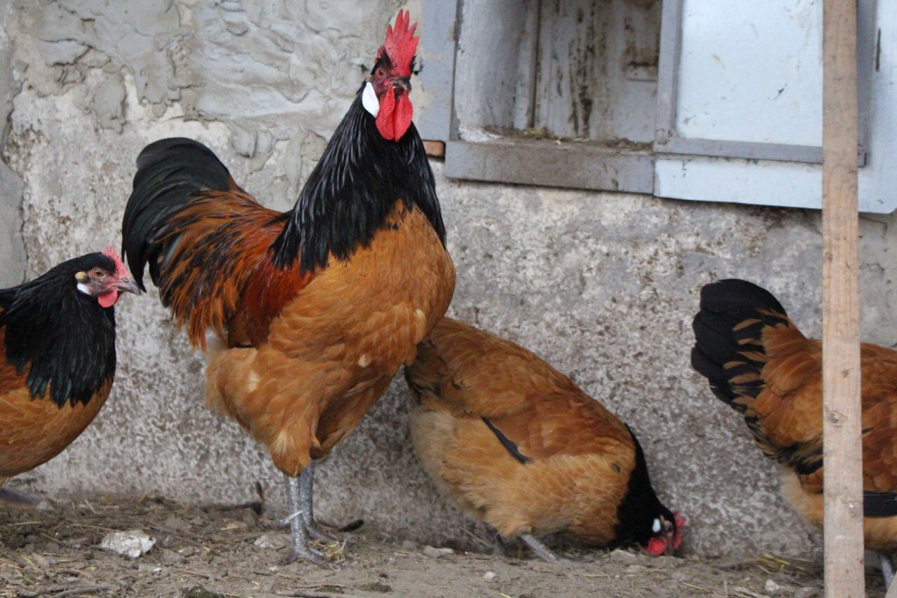 Форверк - мясо-яичная порода кур. Характеристики, описание, особенности выращивания и кормления