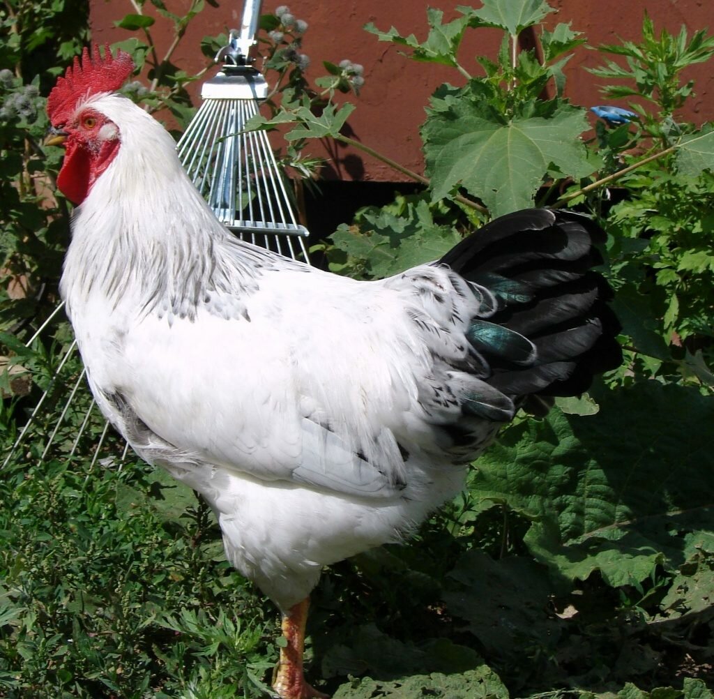 Адлерская порода кур – описание, фото и видео