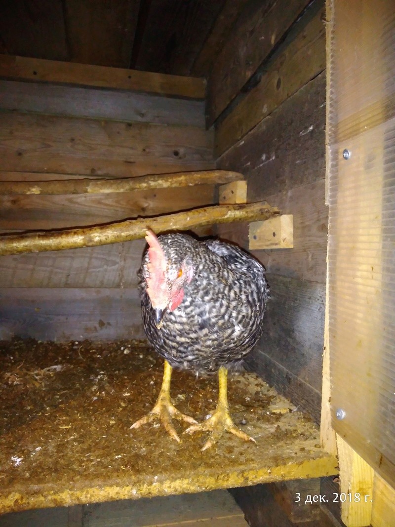 Как увеличить яйценоскость куриц в зимнее время