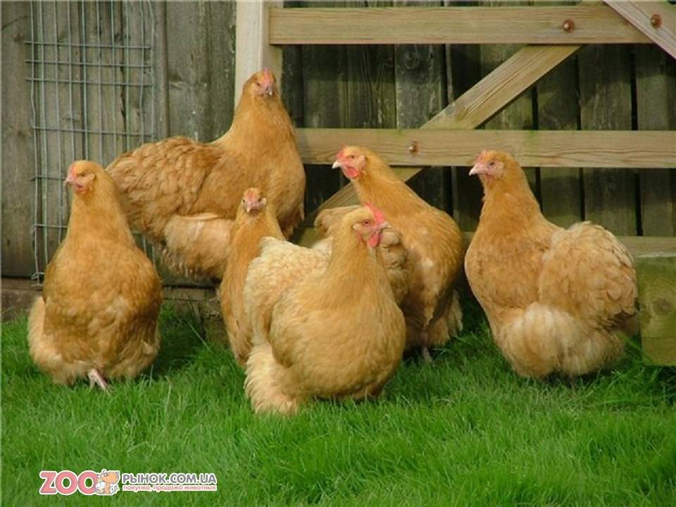 Чешская золотистая - яичная порода кур. Описание, характеристики, содержание и уход, кормление