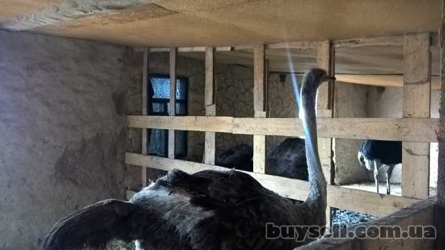 Содержание и разведение страусов в домашних условиях