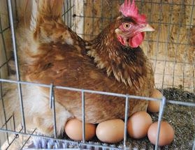 Почему куры перестали нести яйца осенью