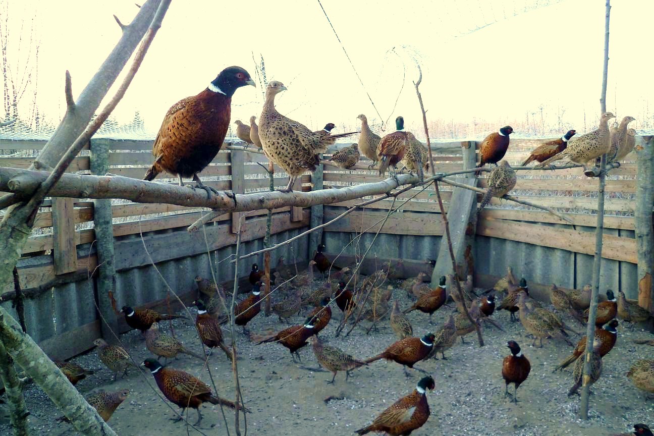 Содержание фазанов в домашних условиях: описание процесса