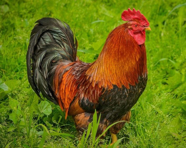 Вельзумер порода кур – описание, фото и видео