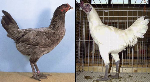 Суматра - бойцовая порода кур. Описание, содержание и разведение, кормление, инкубация