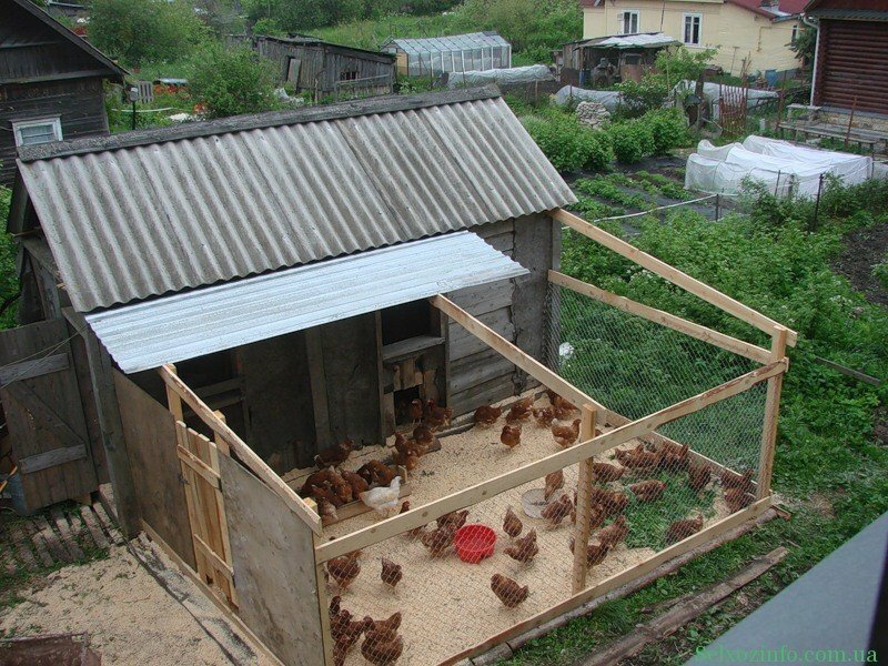 Создание мини-фермы для несушек на участке