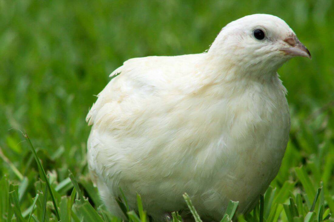 Особенности перепелов-альбиносов Техасских белых