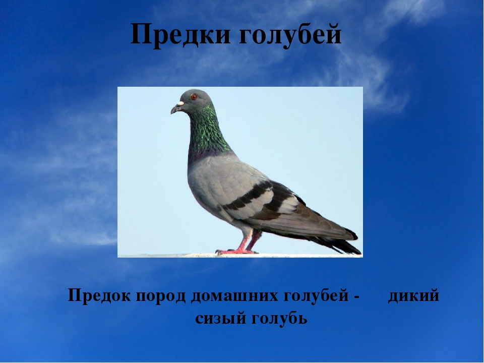 Columba livia или Сизый голубь