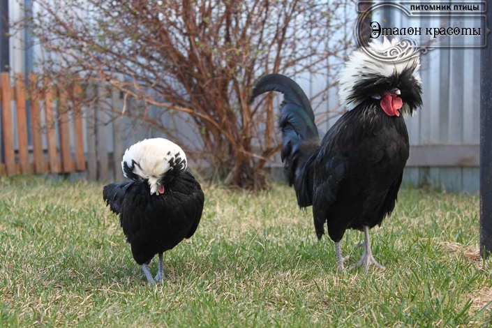 Голландская Белохохлая порода кур – описание хохлатой, фото и видео