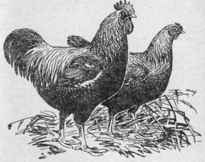 Эльзасская - мясо-яичная порода кур. Описание, характеристики, содержание и разведение, кормление, отзывы