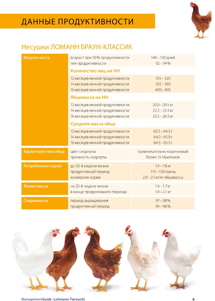 Первомайская мясо-яичная порода кур: особенности разведения и кормления, основные характеристики