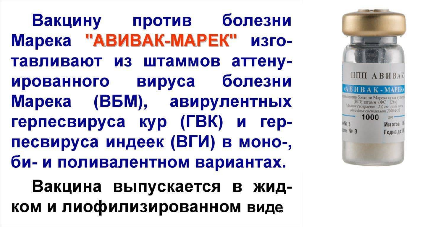 Метапневмовирус у птиц и вакцинация живыми вакцинами