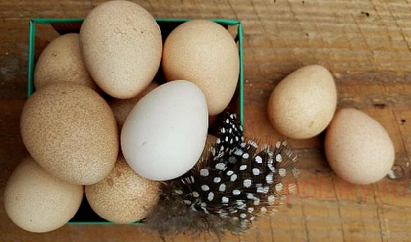 Яйца цесарки – польза и вред, отличие от куриных и яиц других домашних птиц
