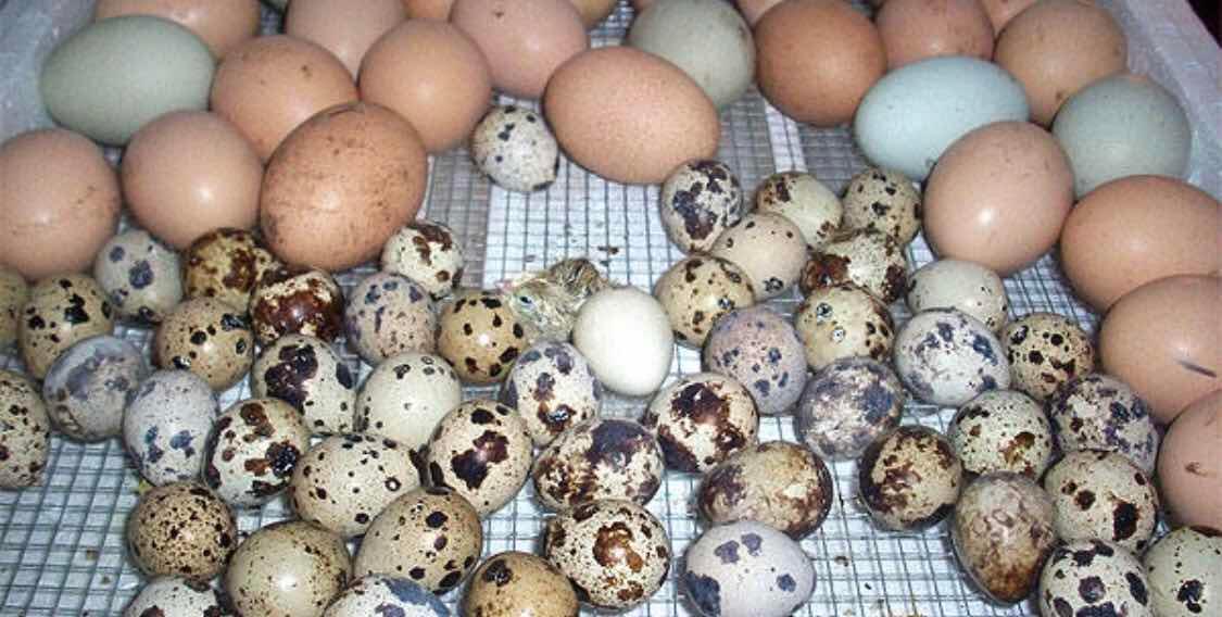 Причины, почему перепелки перестали нести яйца, что делать в такой ситуации