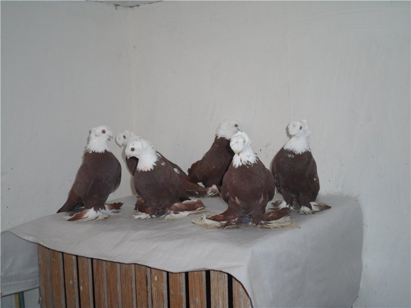 Особенности породы Благодарненских голубей