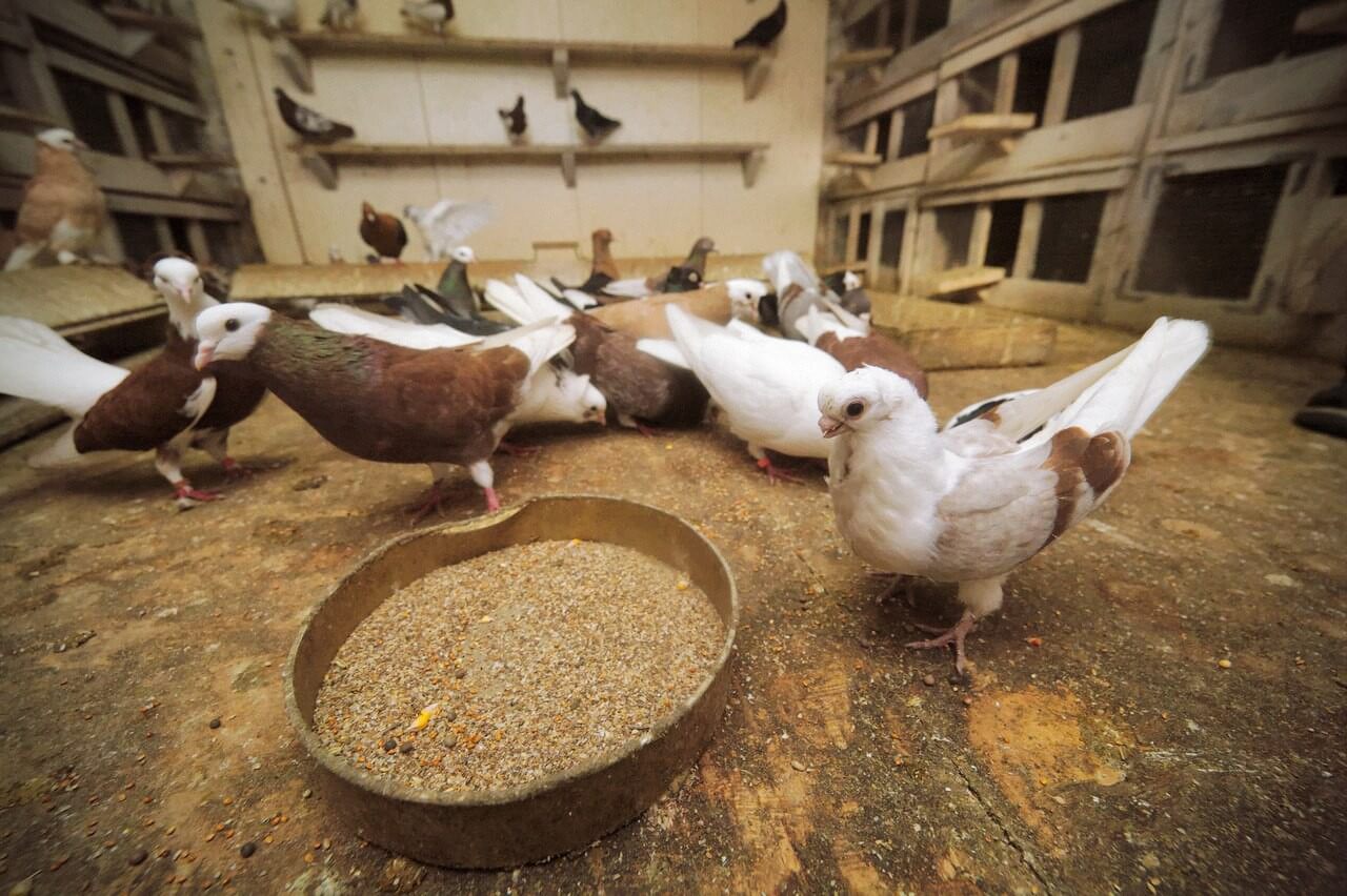 Рацион питания голубей: что можно давать, а что нет