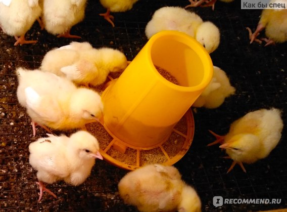 Выращивание цыплят для чайников — 10 трудностей