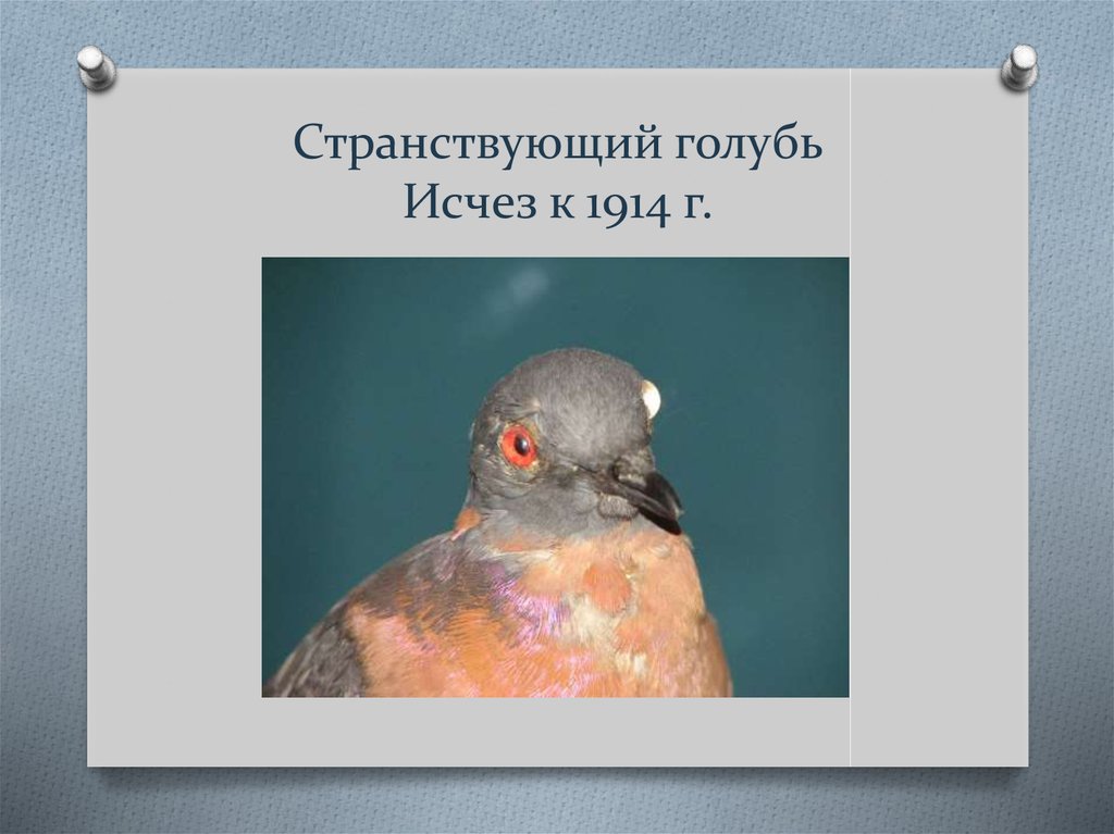 Описание странствующего голубя, как исчезнувшего вида