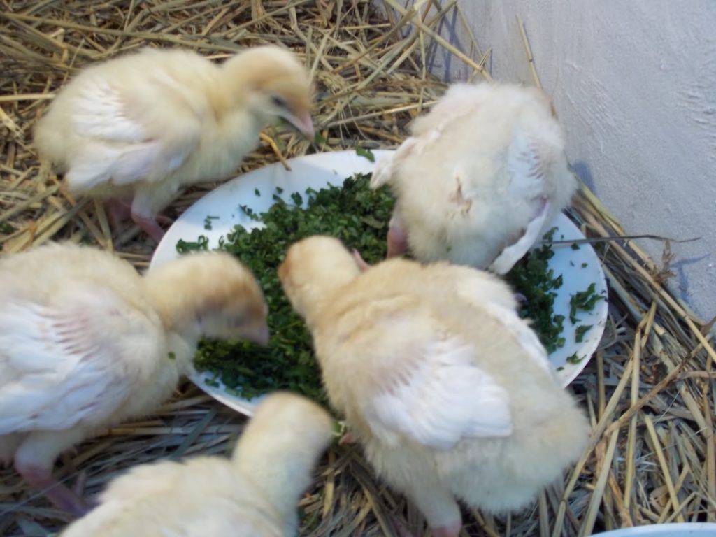 Содержание бройлерных цыплят с утятами вместе