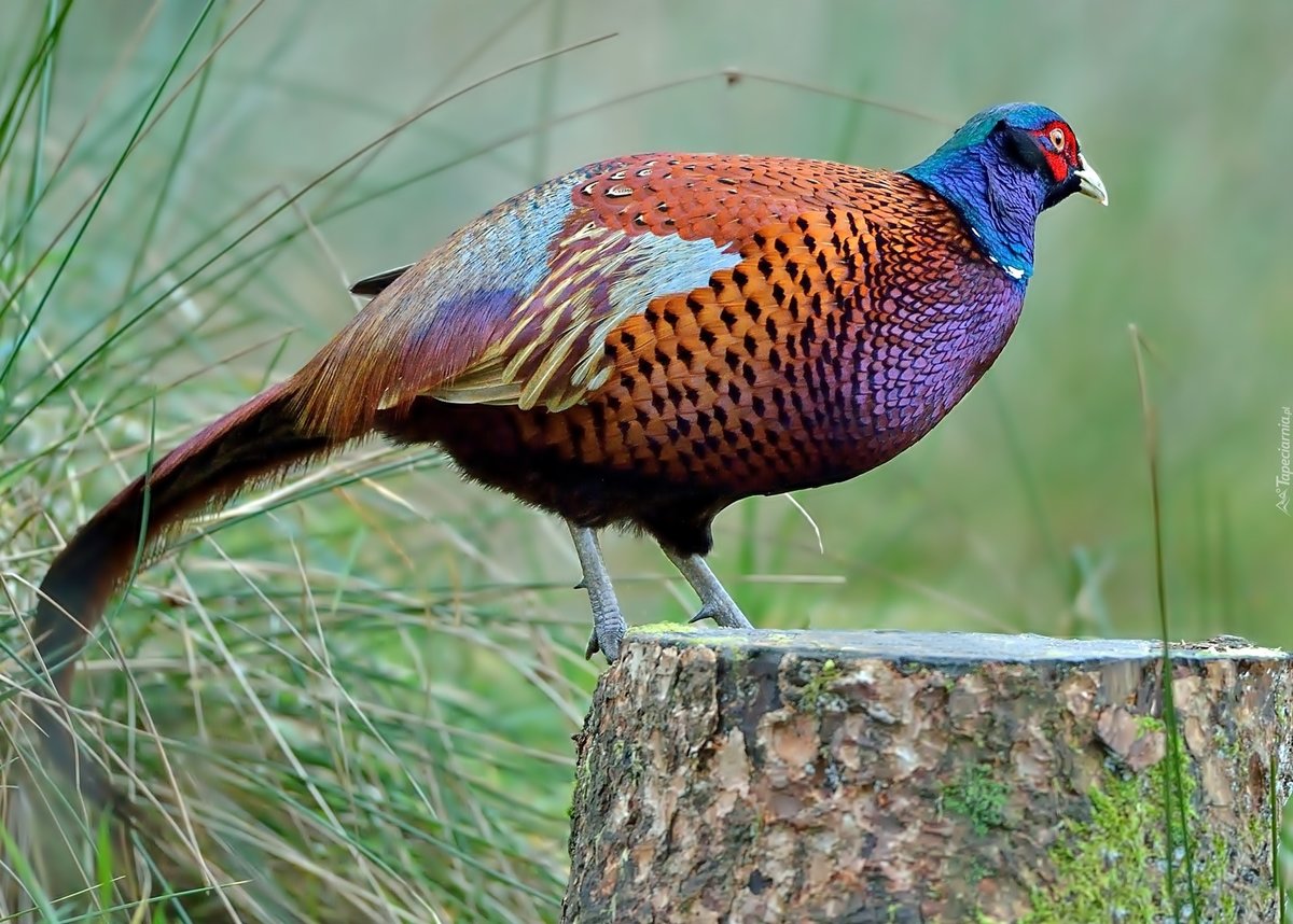 Серебряный фазан – описание взрослых птиц и птенцов, особенности разведения в неволе